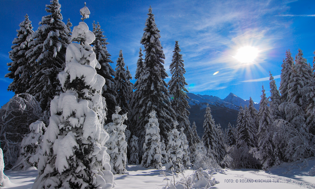 Winterwald-Forelle-Tux